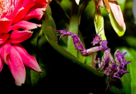 purple praying mantis - unique, different, photography, beauty, flower, bug, colorful, nature, purple, insect