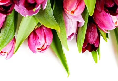 pink tulips - beauty, nature, pretty, pink, photography, tulips, flowers