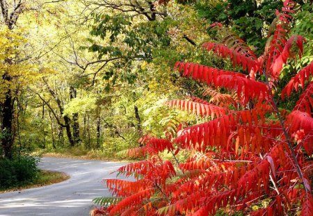 Road Way - leaves, trees, road, red