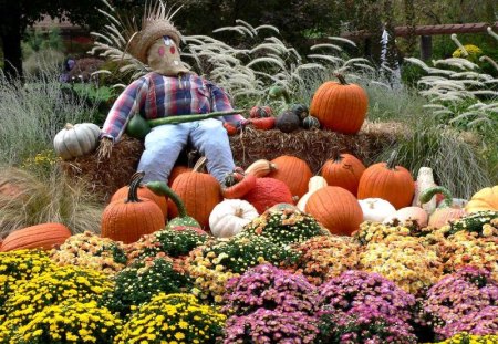 Scare Crowe and Flowers - pumpkins, stuffed, flower, scare