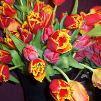 COLORFUL TULIPS