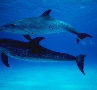 Dolphins