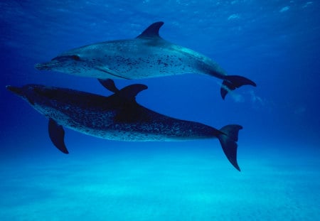 Dolphins - water, blue, photography, dolphin, photo, cool, dolphins, animal, awesome, nice