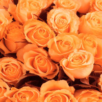 Orange Roses