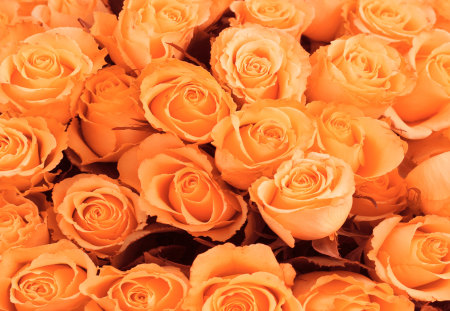 Orange Roses - roses, rose, beautiful, flowers, orange, orange roses, nature