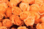 Orange Roses