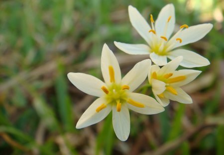 BEAUTIFUL FLOWERS - white, nature, beauty, flowers