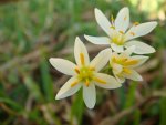 BEAUTIFUL FLOWERS