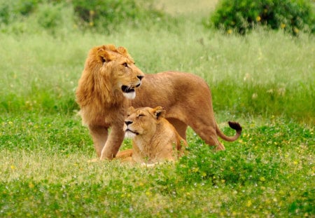 Lions - lions, nature, beautiful, green, cats, lion, grass, animals