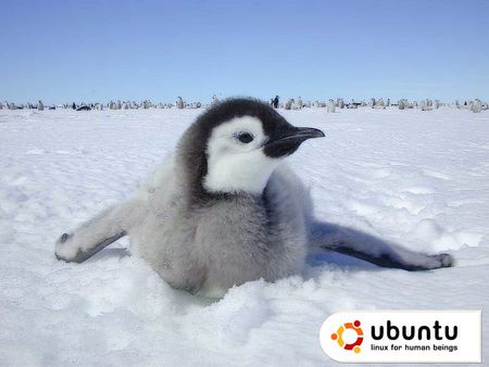 ubuntu baby penguin