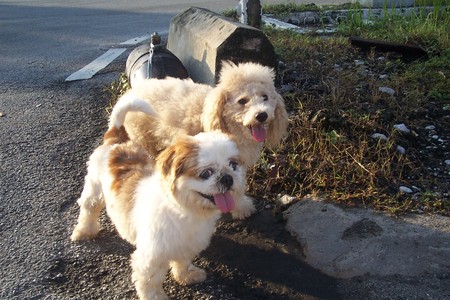 best friends forever - shitzu, poodle, morning, road side