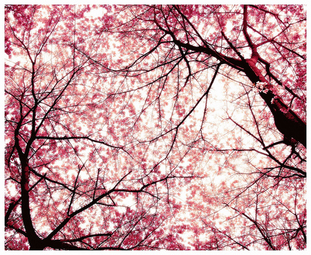 Cherry Blossoms - cherry blossoms, flower, pink