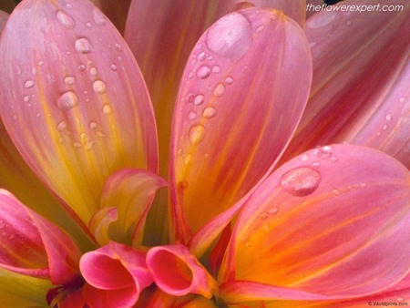 Flower - flower, petals, water drops