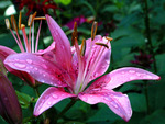 Pink lily