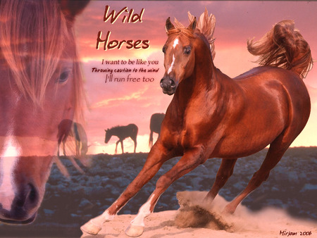 Arabian Chesnut Horse - horses, chesnut horse, arab horse, animals