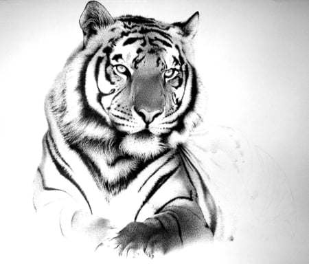 Tiger Gaze - black and white, tiger, animals