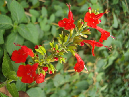 red flower - flower, nature, pleasent, red