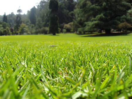 In TwO ThE GrEeN - lawn, nature, green, dew