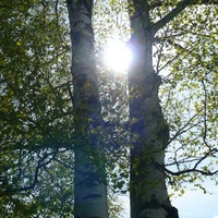 Sun Through Birch