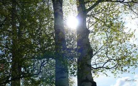 Sun Through Birch - sky, trees, forest, sun, birch, widescreen, washington