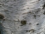 Birch Tree