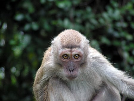 i cant take my eyes of you - primate, cute, grey, monkey