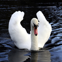 mute swan