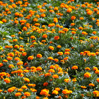 orange flower field