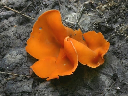 OrangePeelPeziza - orange, orangepeelpeziza