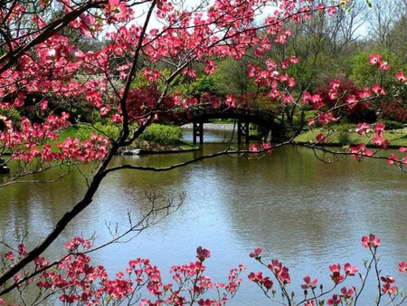 that's spring - lake, flowers, spring