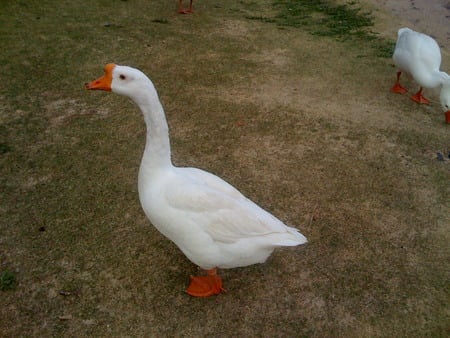 Ducks at Lake Wheeler - ducks, animals, cool, awesome, nature