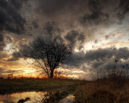 Tree - sky, tree, landscape, clouds