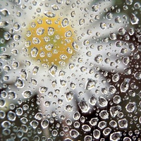 flowers drops