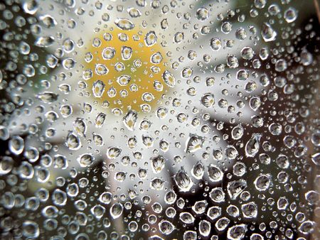 flowers drops - flower, drops, rain, daisy