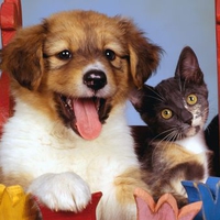 Dog And Cat