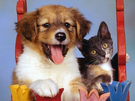 Dog And Cat - animals, dog and cat