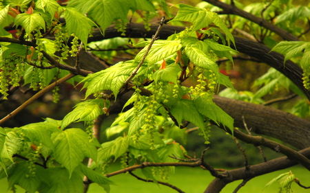 Laburnum mystique Tree - bush, toxic flower, laburnum, goldregen, gold chain