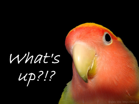 What's Up?!? - lovebird, love, whats up, yellow, orange, black, bird