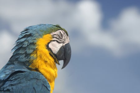 Parrot profile - profil, sky, bird, parrot