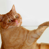 red cat