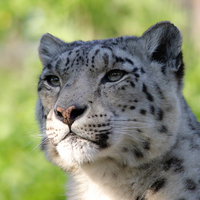 snow leopard portrait