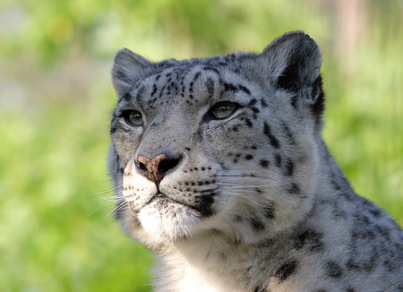 snow leopard portrait - leopard, wild life, portrait, snow