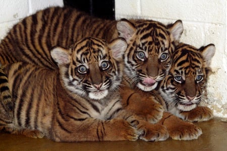 tiger cubs - cub, tiger, wild life, cat