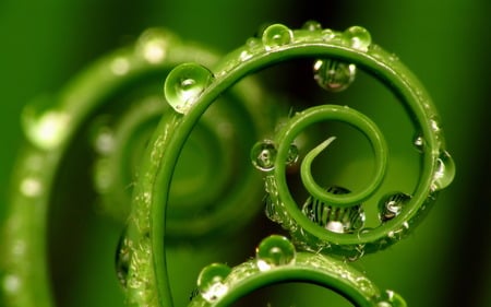 curl - drops, spiral, curl, green