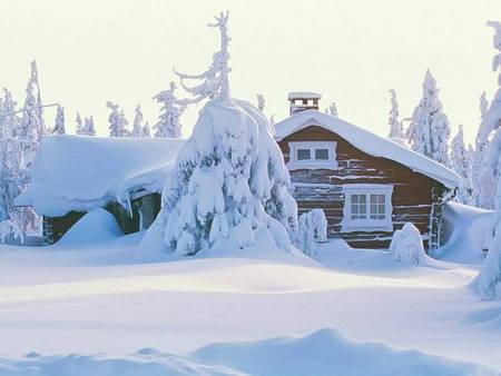 Snow Covered - trees, white, cabin, snow, tree