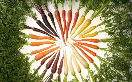 Carrots - photography, colours, vegetables, carrots