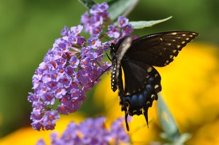 Thank you, Lord â™¥ - summer, purple, black, animals, flowers, warm, yellow, blue, garden, insects, sunny, morning, butterfly, violet, sunshine