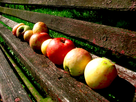 apples on the bench - nature, fruits, apple, autumn