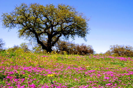 Wildflowers - flowers, wildflowers, nature, tree