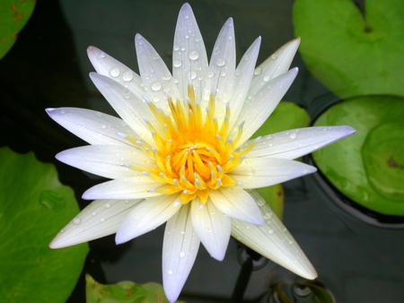 Water lily - flowers, white, lilies, nature